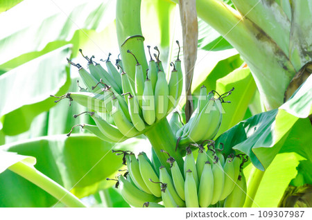 banana or banana plant, banana tree 109307987