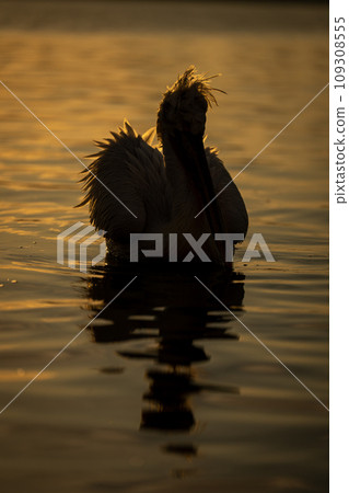 Pelican floats backlit on lake at sunrise 109308555
