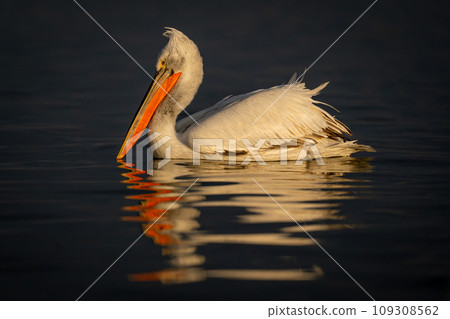 Pelican floats on calm lake with reflection Pelican floats on calm lake with reflection 109308562