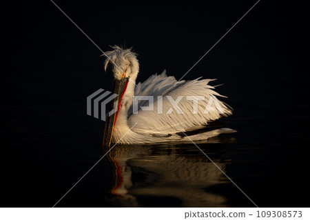 Pelican floats on dark lake watching camera Pelican floats on dark lake watching camera 109308573