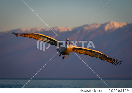 Pelican flying above calm lake near mountains Pelican flying above calm lake near mountains 109308599