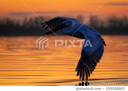 Pelican flying over calm lake at sunrise Pelican flying over calm lake at sunrise 109308605