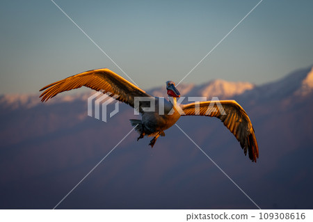 Pelican flying under blue sky near mountains Pelican flying under blue sky near mountains 109308616