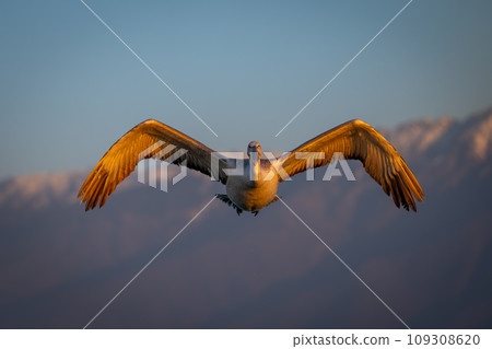 Pelican glides near mountains in golden light 109308620