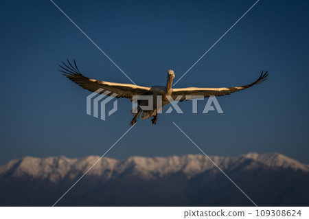 Pelican glides through blue sky over mountains 109308624