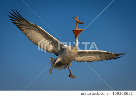 Pelican grabs fish spreading wings in sky Pelican grabs fish spreading wings in sky 109308631