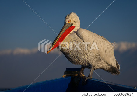 Pelican in bow of boat eyeing camera Pelican in bow of boat eyeing camera 109308634