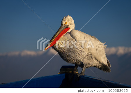 Pelican in bow of boat watching camera Pelican in bow of boat watching camera 109308635