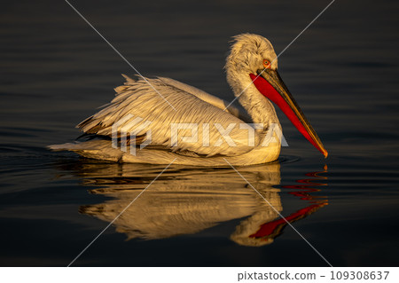 Pelican in profile on lake casting reflection Pelican in profile on lake casting reflection 109308637