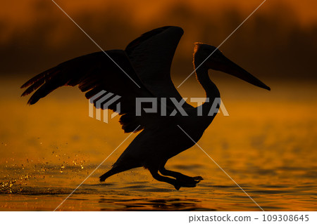 Pelican lifts off from water at dawn Pelican lifts off from water at dawn 109308645