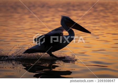 Pelican makes water landing on calm lagoon Pelican makes water landing on calm lagoon 109308647