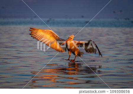 Pelican making water landing on calm lake Pelican making water landing on calm lake 109308656