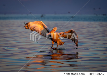 Pelican making water landing on purple lake Pelican making water landing on purple lake 109308657