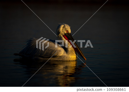 Pelican on lake at dusk watching camera Pelican on lake at dusk watching camera 109308661