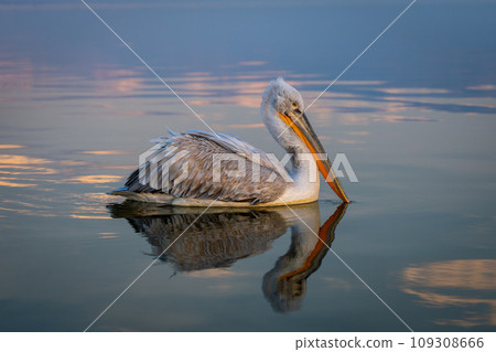 Pelican on lake with reflection of mountains Pelican on lake with reflection of mountains 109308666