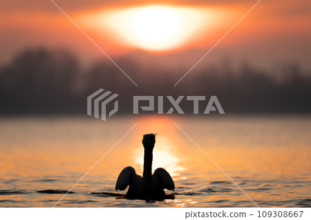 Pelican on water near shore at sunrise 109308667