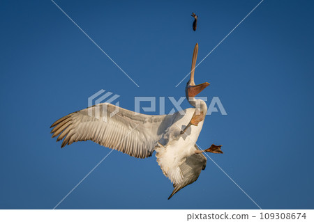 Pelican reaches for fish in blue sky 109308674