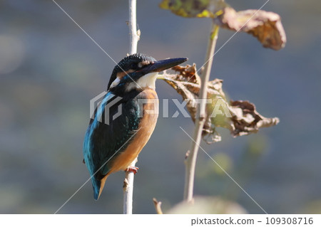 翠鳥棲息在樹枝上 109308716