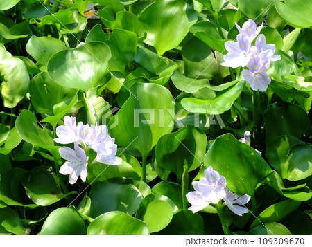 water hyacinth flower in natural water in river 109309670