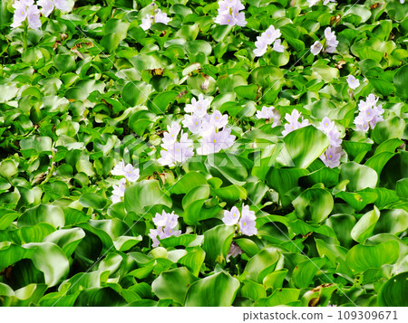 water hyacinth flower in natural water in river 109309671