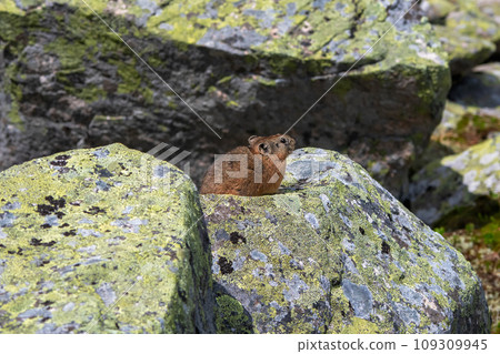 Portrait of funny Pika Ochotona collaris sits on rocky in Altai mountain. Cute small mammal on bokeh background. Small pika rodent bask on rock. 109309945