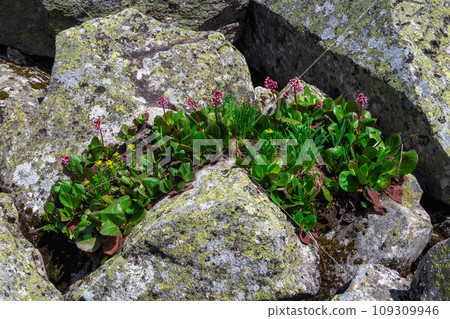 Badan on the rocks. Badan flowers. Bergenia crassifolia grows from a stone. The will to live concept. Siberia region. 109309946