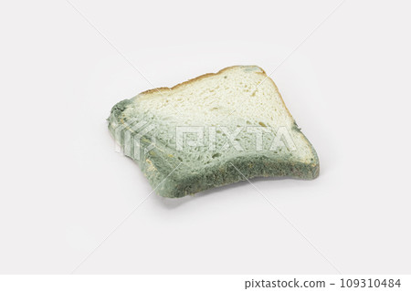 A piece of fungus bread Isolated on white background. Top view, Selective focus. 109310484