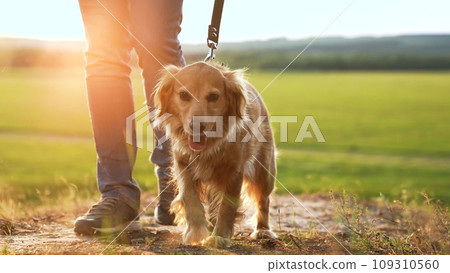Happy young cocker spaniel dog walks with owner at back sunset light owner walks active spaniel dog in country park man owner with playful spaniel dog enjoys vacation in green evening park closeup Happy young cocker spaniel dog walks with owner at back sunset light owner walks active spaniel dog in country park man owner with playful spaniel dog enjoys vacation in green evening park closeup 109310560
