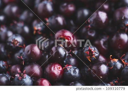 Close Up of Ripe Berries of Shadbush Close Up of Ripe Berries of Shadbush 109310779