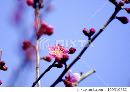 初冬梅花 109310882