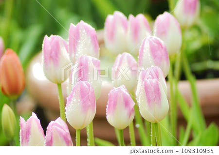 鬱金香節 109310935