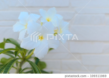 Promelia photographed with a white block wall in the background 109311069