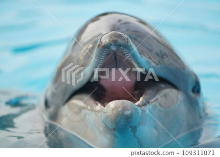 Hand dolphin 109311071