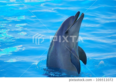 手海豚 109311072