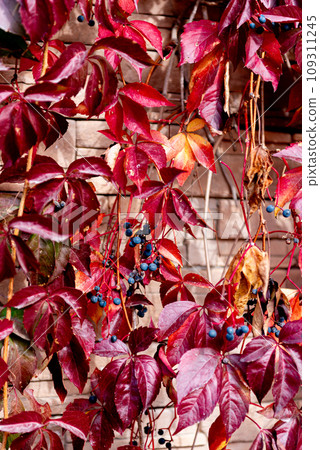 Parthenocissus is a genus of tendril climbing plants in the grape family, Vitaceae. Parthenocissus is a genus of tendril climbing plants in the grape family, Vitaceae. 109311245