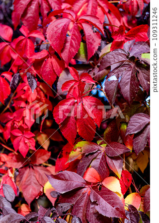 Parthenocissus is a genus of tendril climbing plants in the grape family, Vitaceae. Parthenocissus is a genus of tendril climbing plants in the grape family, Vitaceae. 109311246