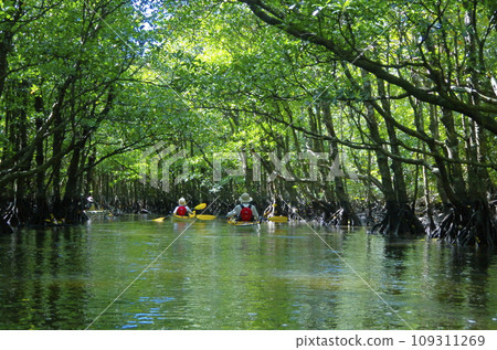 Kayak navigating through the mangrove tunnel of the Nakama River tributary on Iriomote Island, Okinawa Prefecture 109311269