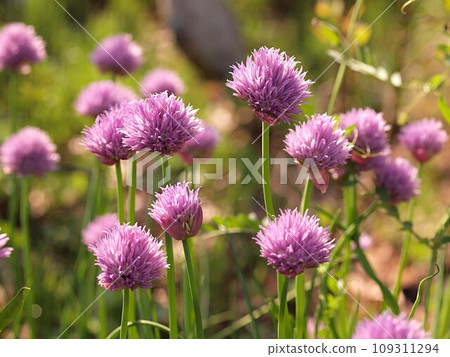 韭菜花生態照片 韭菜花生態照片 109311294