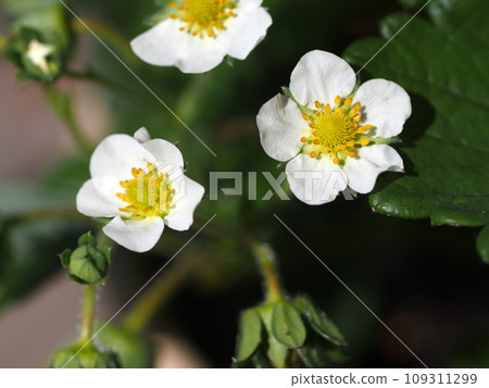野草莓花 109311299
