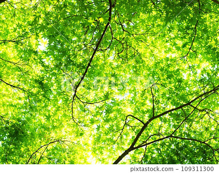 新鮮的綠色山毛櫸森林風光 109311300