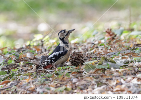 Great Spotted Woodpecker bird 109311374