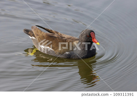 Eurasian Moorhen bird Eurasian Moorhen bird 109311391