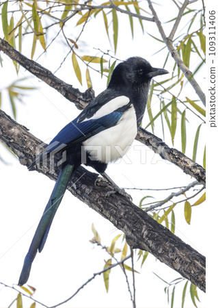Common Magpie bird Common Magpie bird 109311406