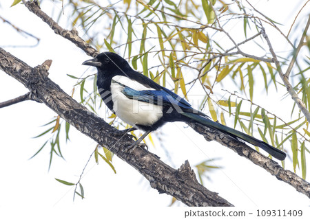 Common Magpie bird Common Magpie bird 109311409