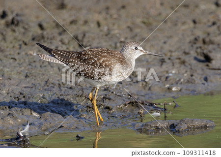 Lesser yellowlegs bird Lesser yellowlegs bird 109311418