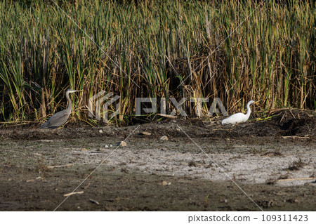 Great Egret bird with Great blue heron 109311423