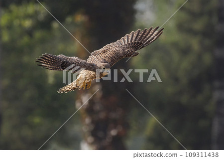 Eurasian Kestrel bird Eurasian Kestrel bird 109311438