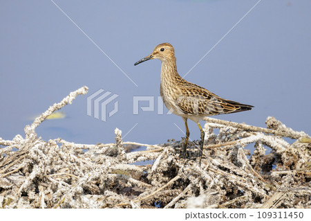 Pectoral Sandpiper bird Pectoral Sandpiper bird 109311450