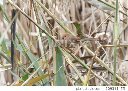 Vinous throated Parrotbill bird Vinous throated Parrotbill bird 109311455