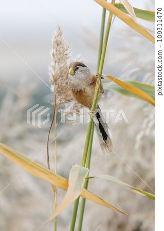 Reed Parrotbill bird Reed Parrotbill bird 109311470